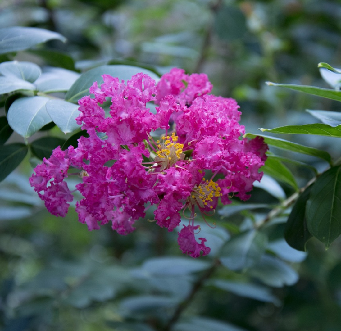 Transform Your Home’s Exterior with Crepe Myrtle: Beauty Inside and Out