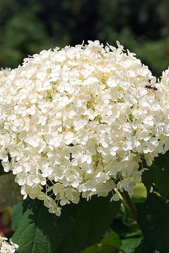 Hydrangea White