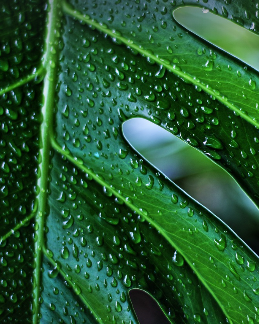 Monstera Special Vase