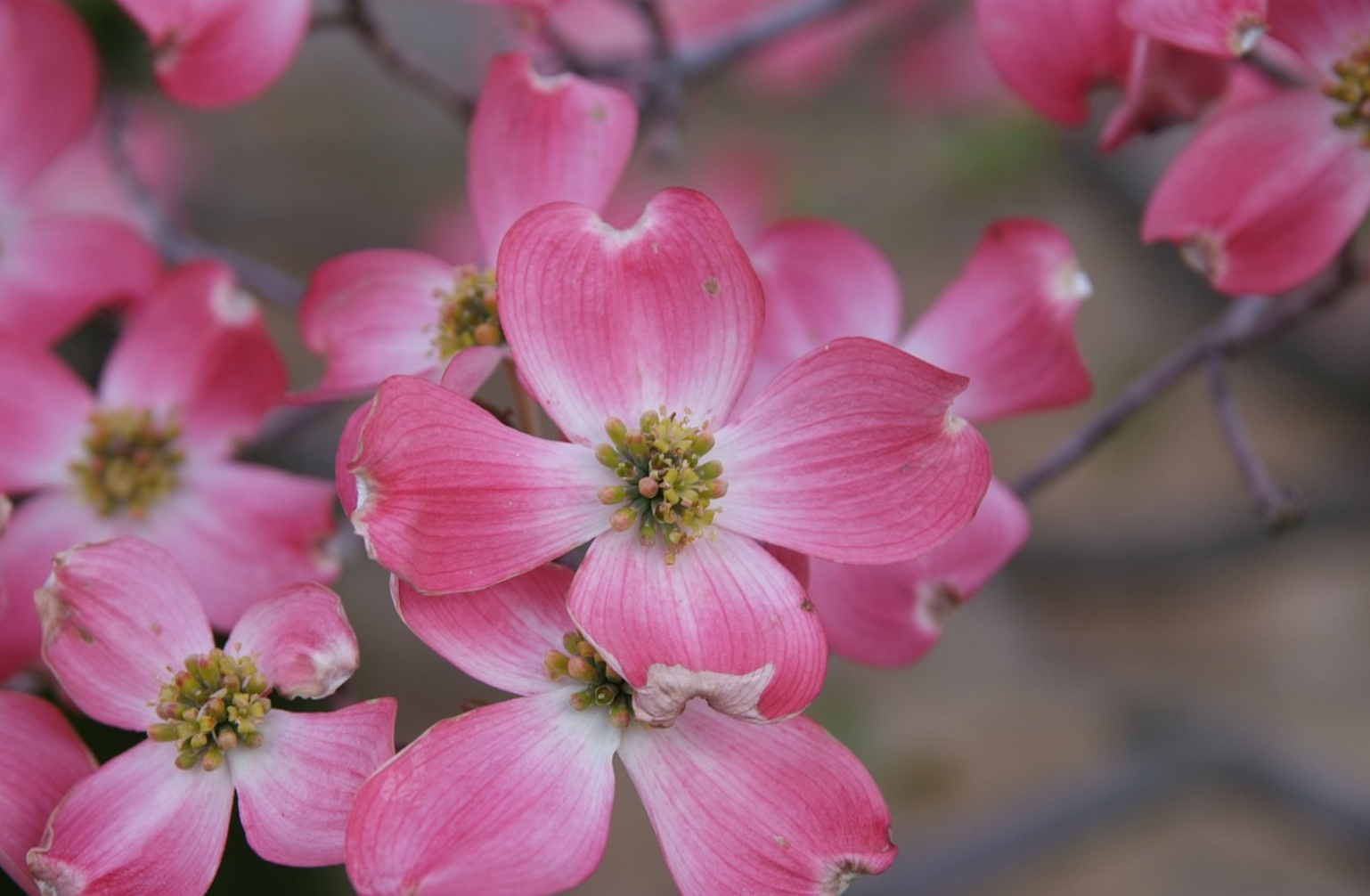 Pink Dogwood