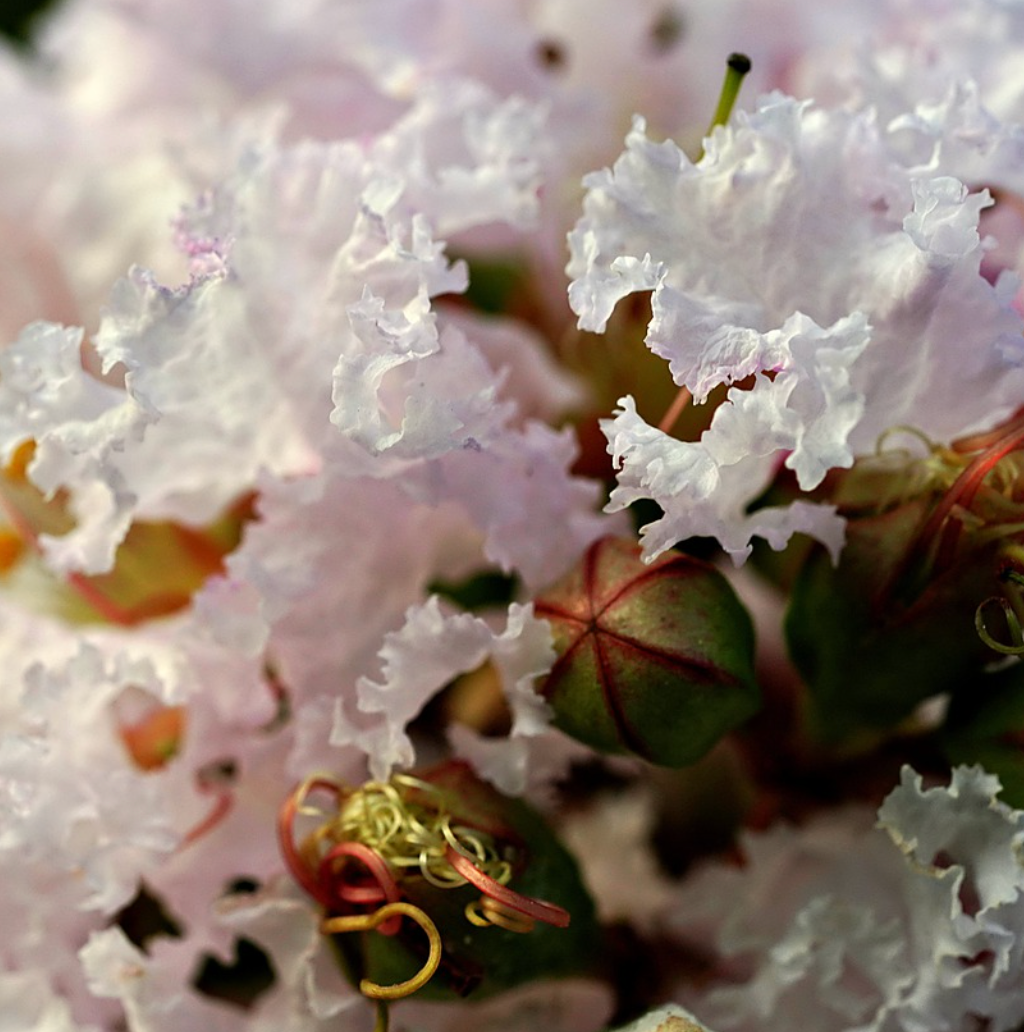 White Crape Myrtle